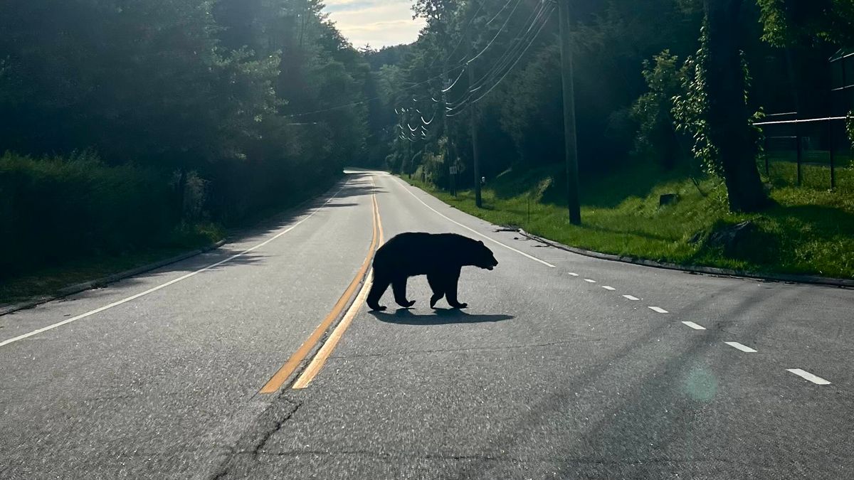 The bear necessities of living in bear country