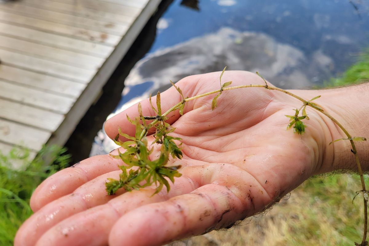 The Hydrilla Menace: Twin Lakes group buoyed by DEEP’s assault on invasive hydrilla in 2025