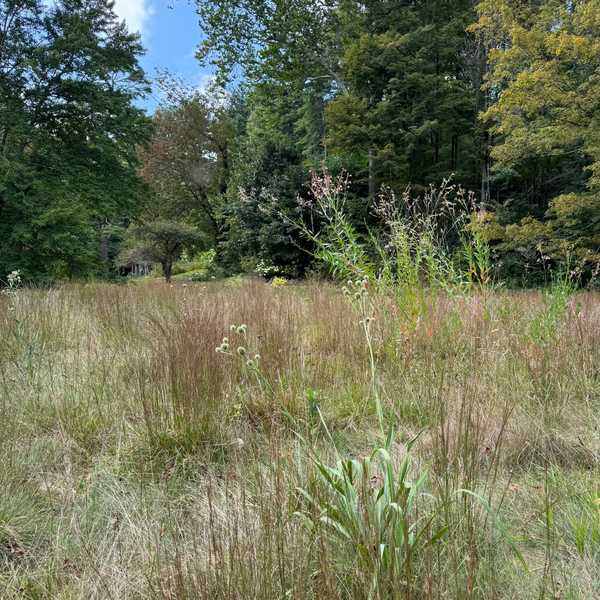 To mow or not to mow?