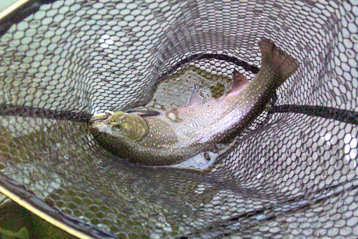 In search of ambitious fish