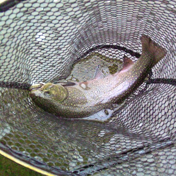 In search of ambitious fish