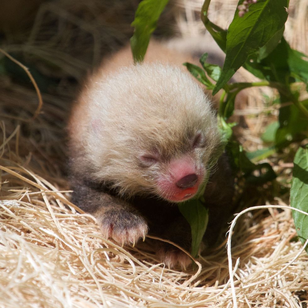 Endangered red panda born at Millbrook’s Trevor Zoo - The Millerton News