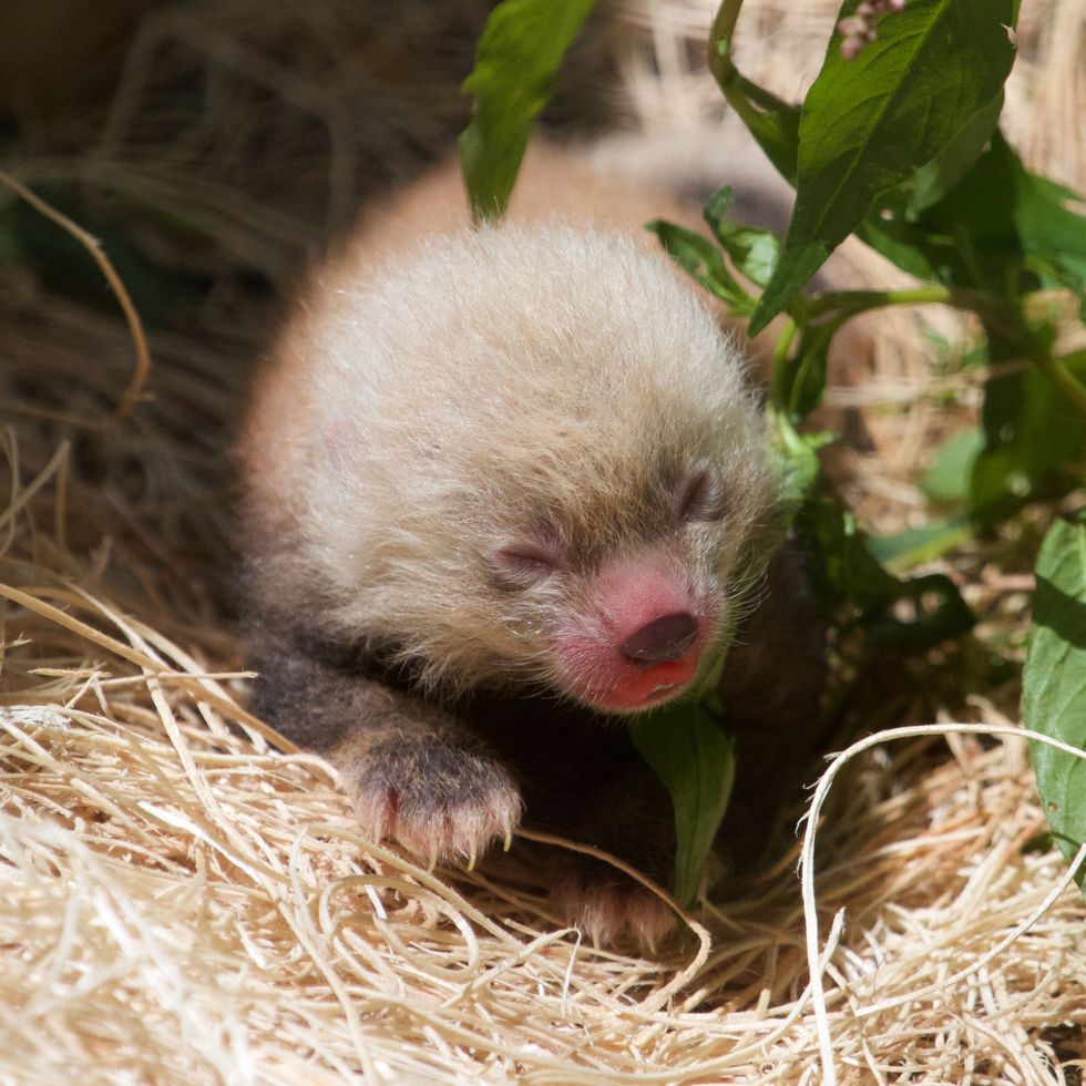 Endangered red panda born at Millbrook’s Trevor Zoo
