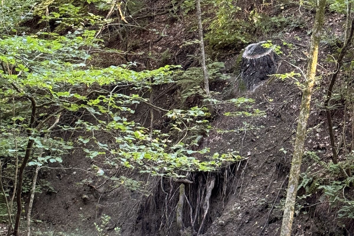 The dirt on soil — it is a precious thing