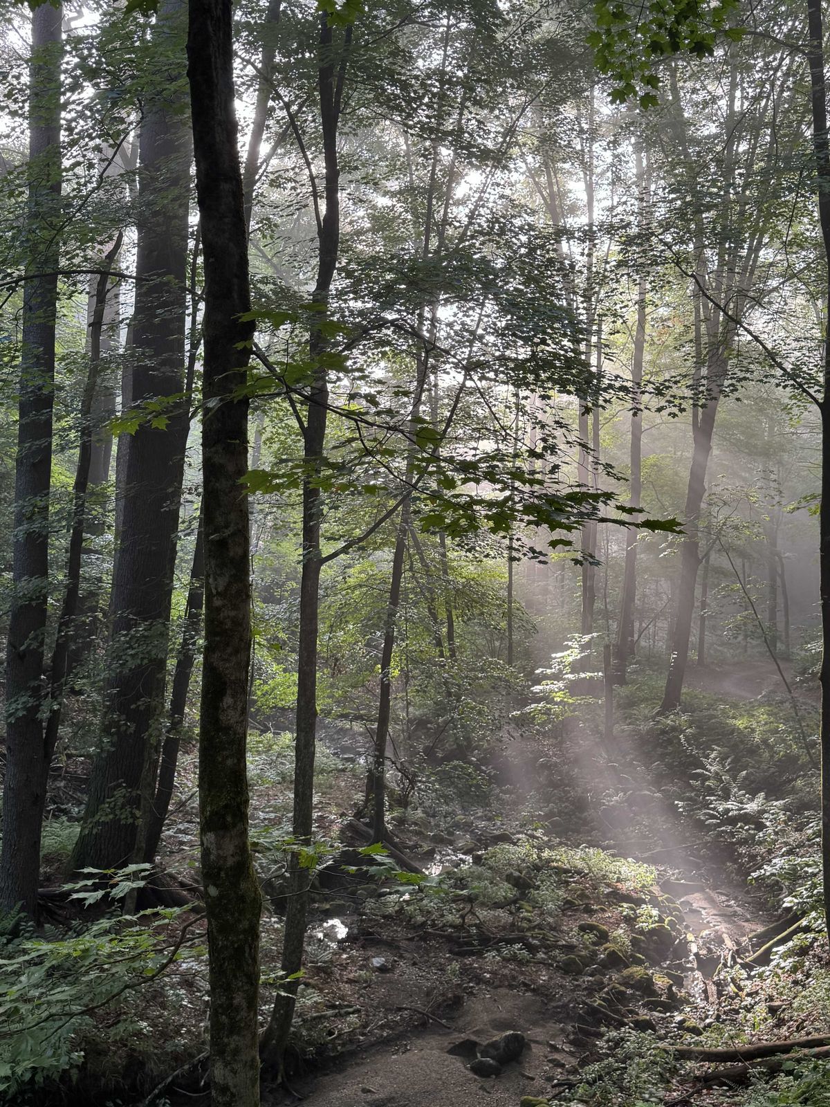 The trouble in the sugar maples