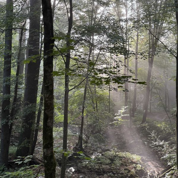 The trouble in the sugar maples