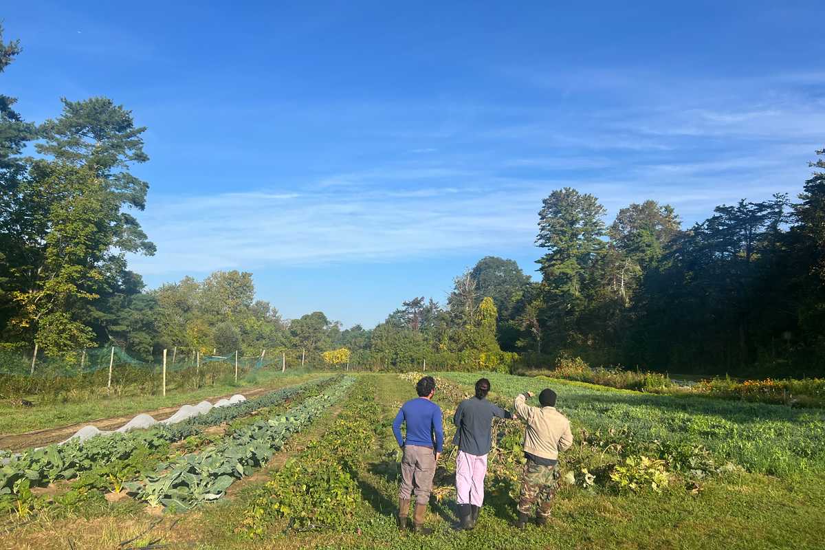 Dispatches from the Farm