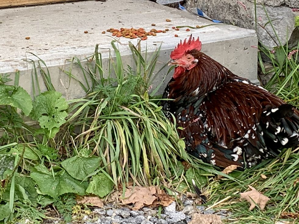 Rogue, reddish rooster rouses community’s curiosity and concern