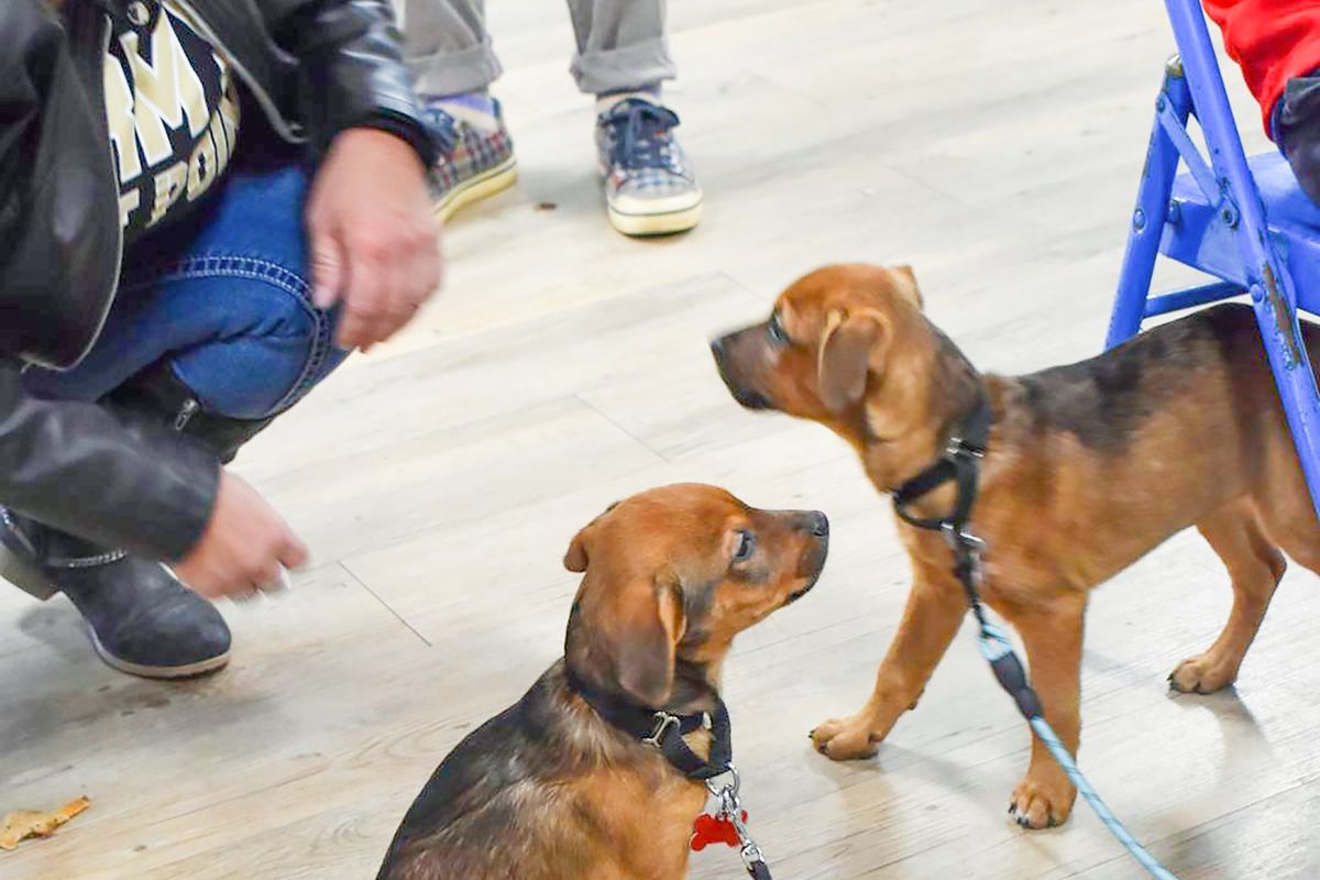 Perfect Pets Rescue hosts adoption event in Pine Plains