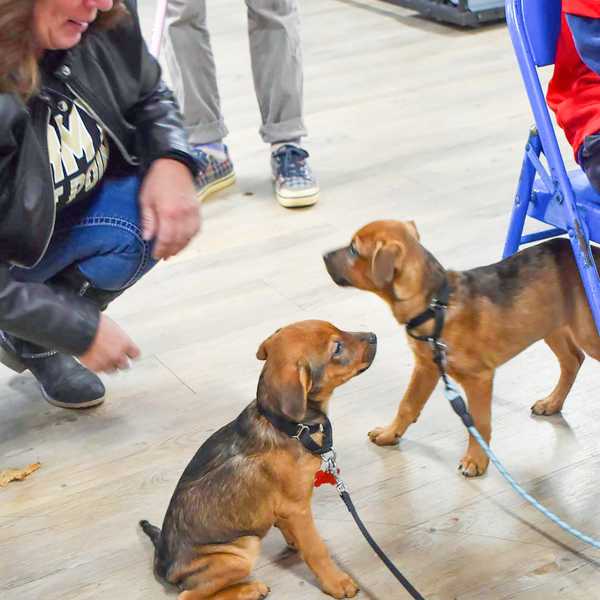 Perfect Pets Rescue hosts adoption event in Pine Plains