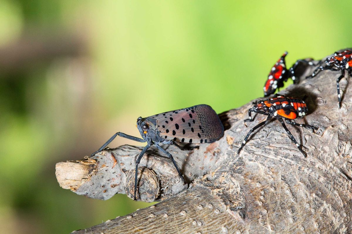 Spotted Lanternfly presence more of a nuisance than a threat