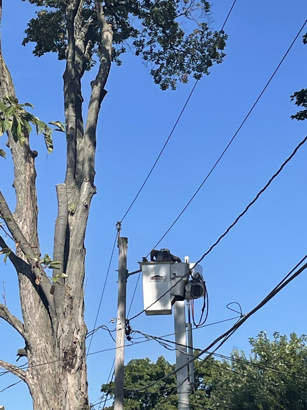 Tending village trees: How the mighty are felled