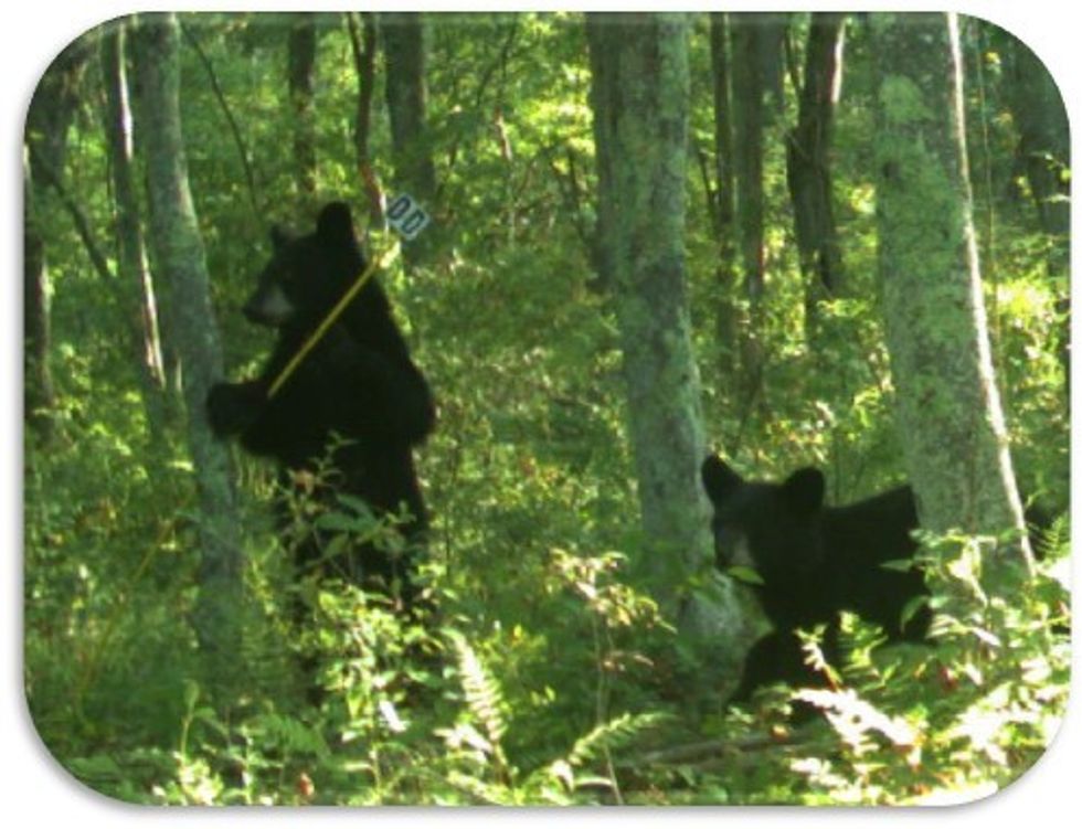 Is stewardship of wildlife for you?