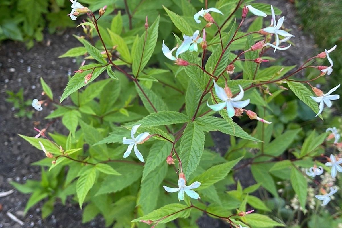 The garden is dead, long live the garden