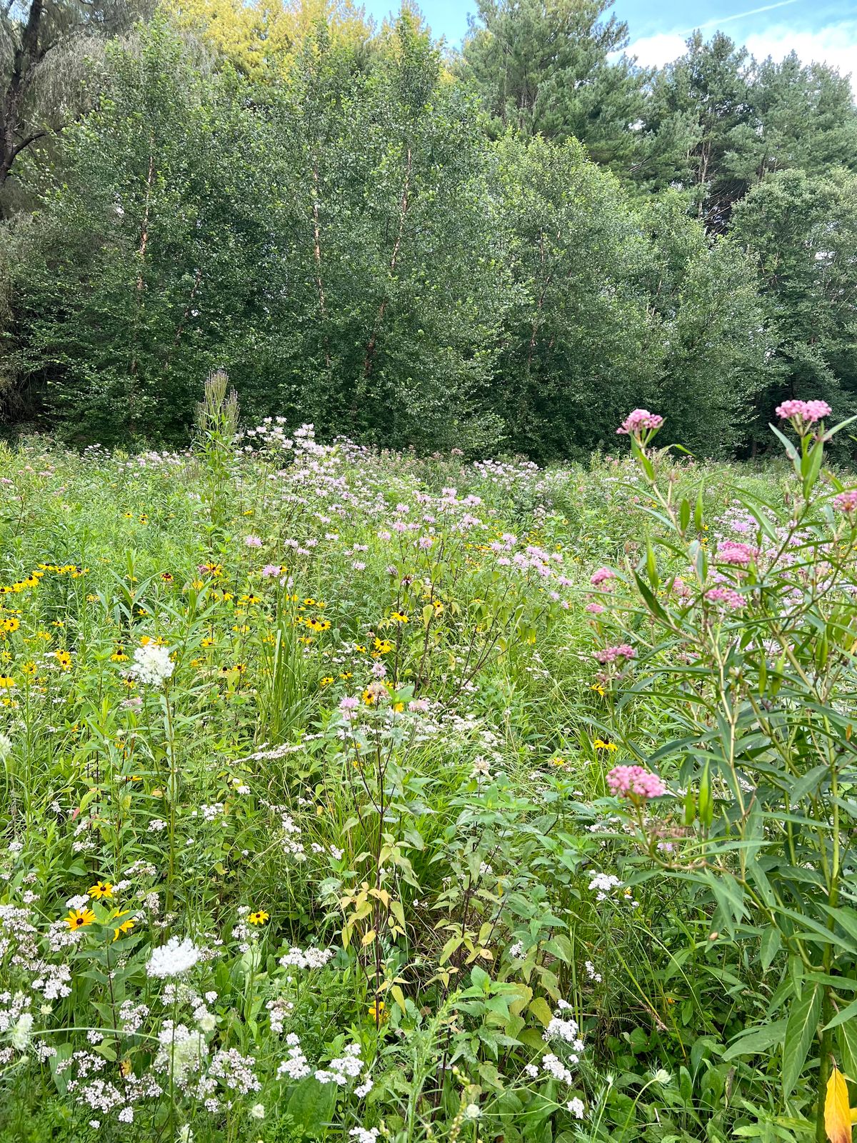 Winter inspiration for meadow, garden and woods