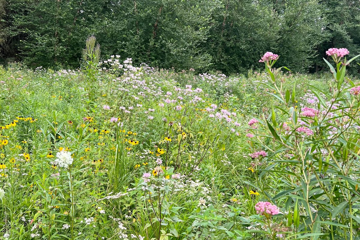 Winter inspiration for meadow, garden and woods