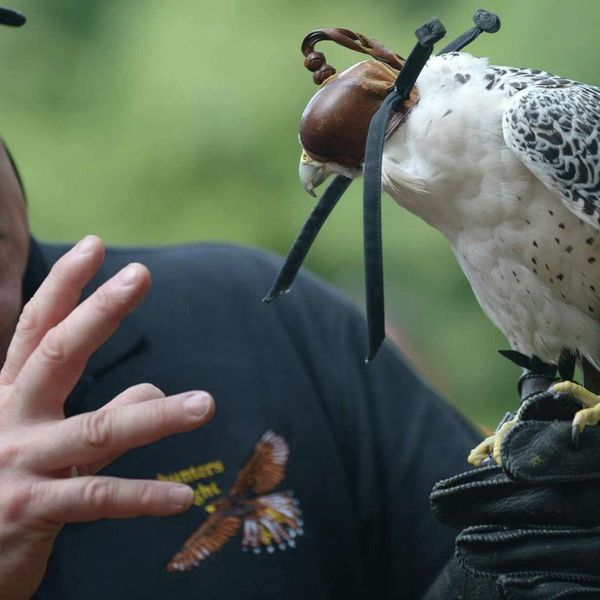 Saturday morning family series returns