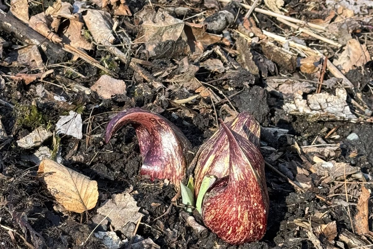 Guiding principles for spring gardening