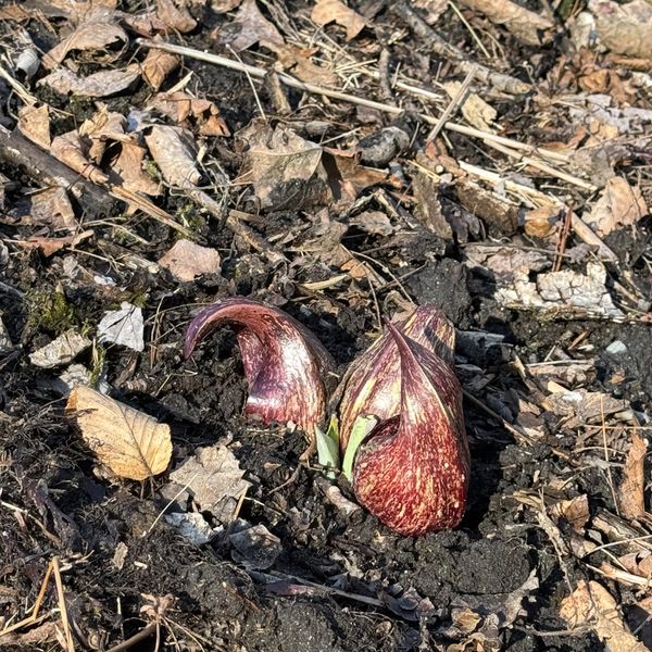 Guiding principles for spring gardening