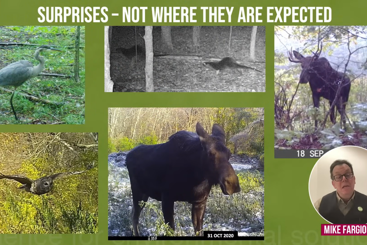 Caught on Camera: Our wildlife neighbors