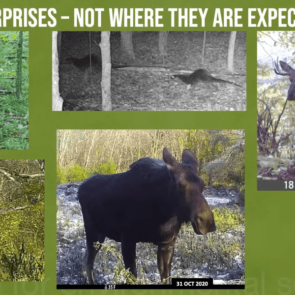 Caught on Camera: Our wildlife neighbors