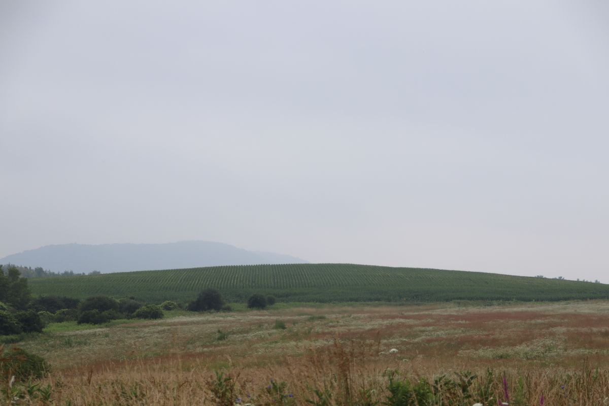 Wet weather, heat delay harvest of hay, tomato crops