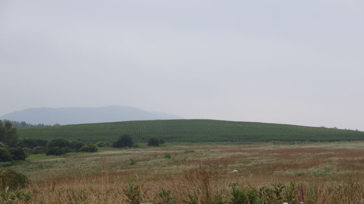 Wet weather, heat delay harvest of hay, tomato crops
