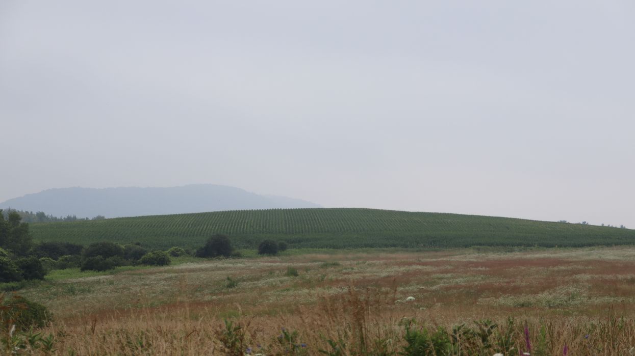 Wet weather, heat delay harvest of hay, tomato crops