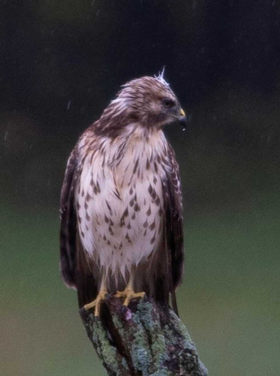 Christmas Bird Count set in Connecticut and New York
