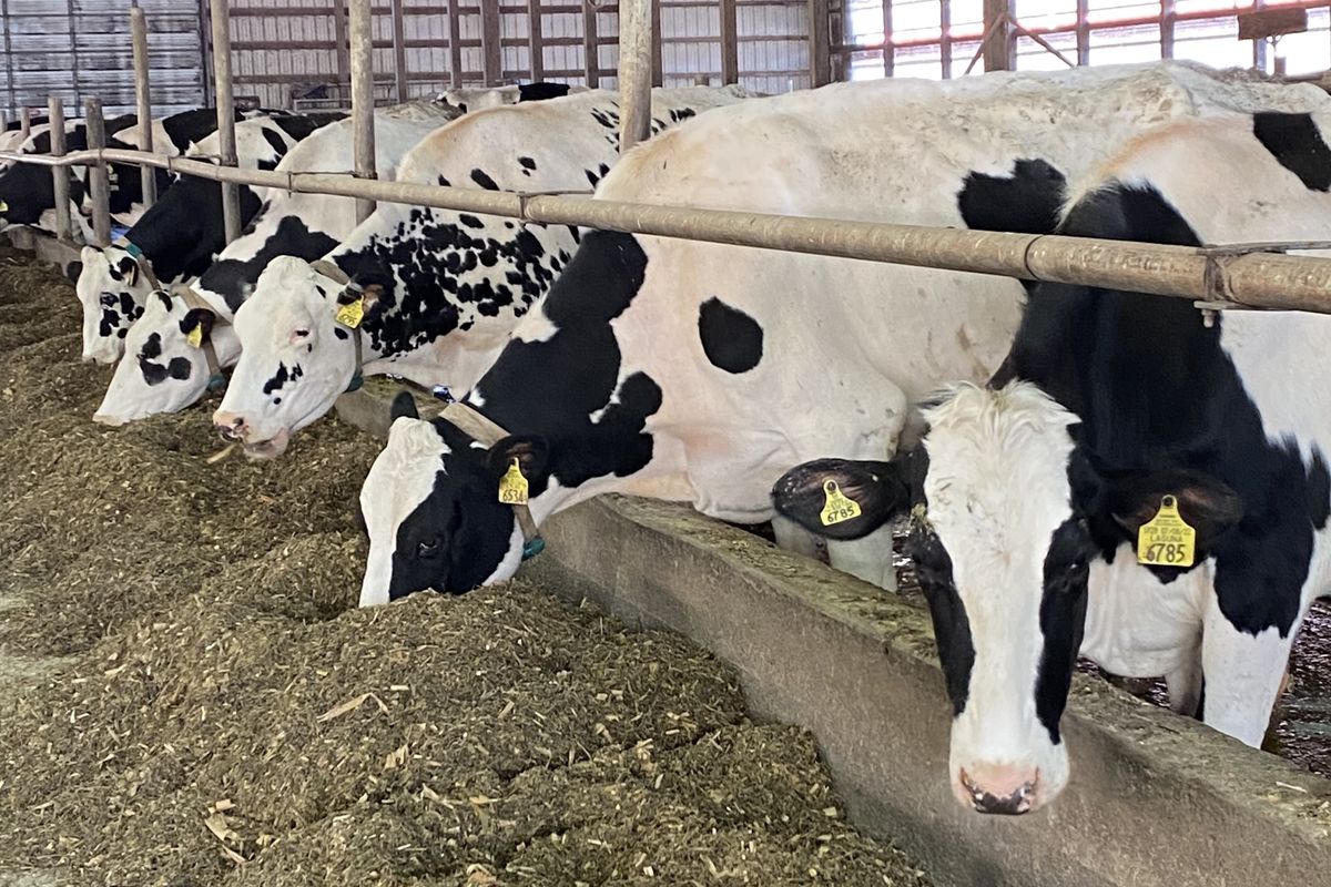 Coon Brothers’ dairy cows embrace new automated milking system