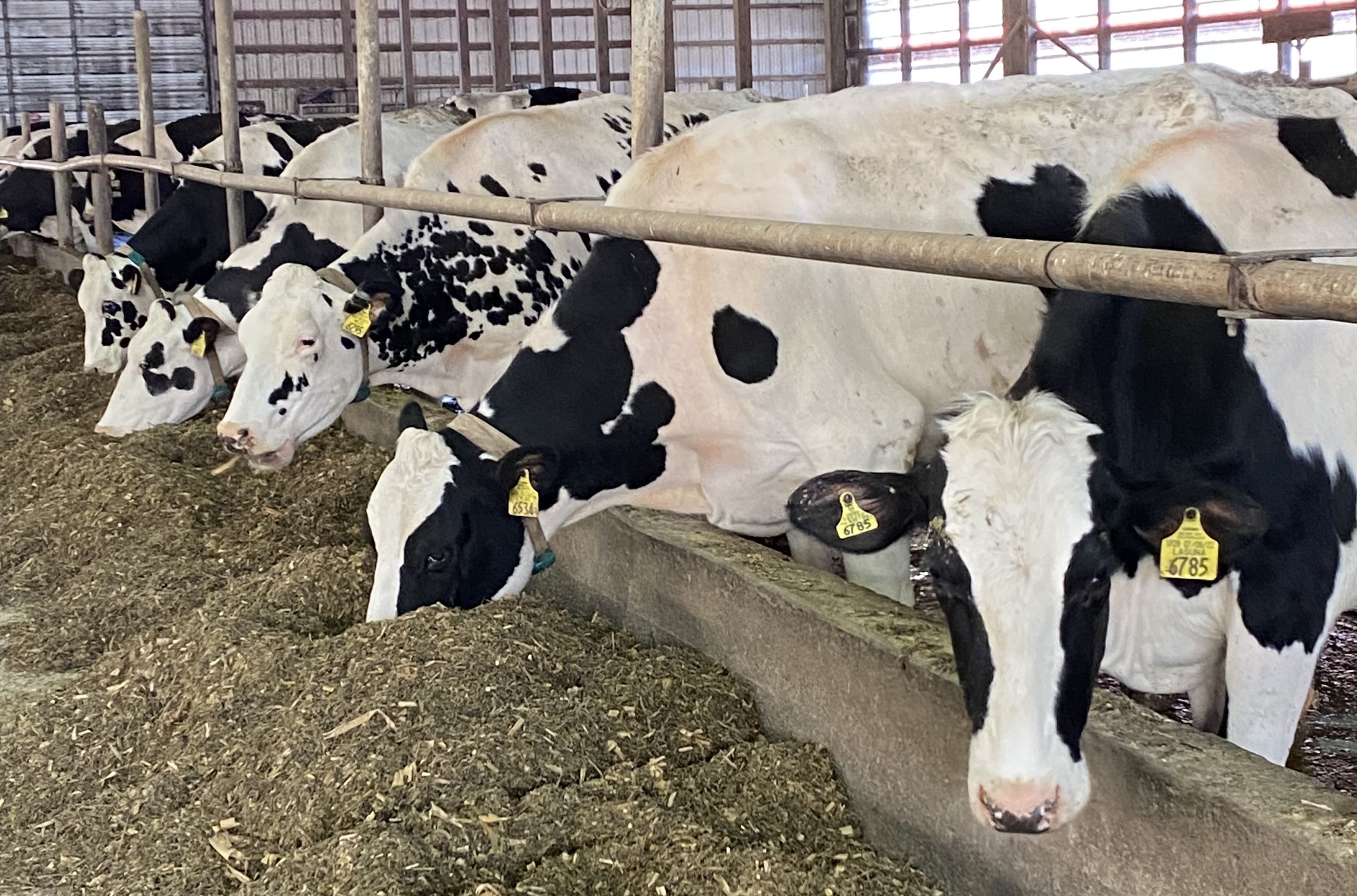 Coon Brothers’ dairy cows embrace new automated milking system