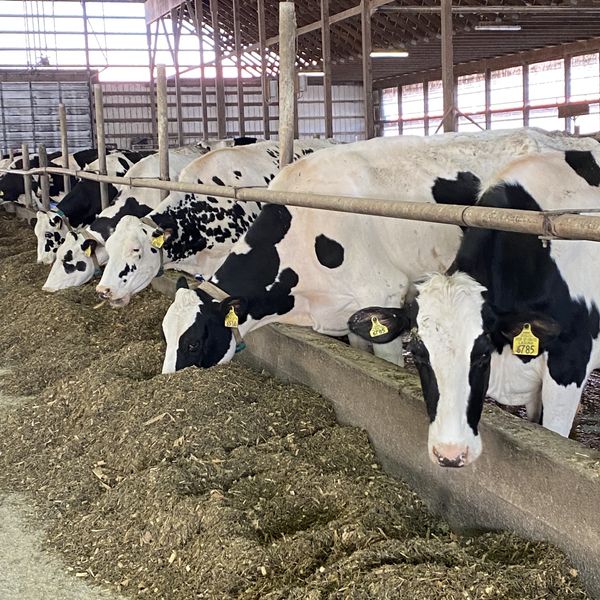 Coon Brothers’ dairy cows embrace new automated milking system
