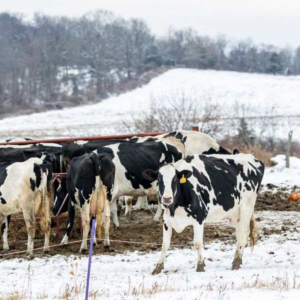 Local dairy farmer reacts to U.S. Whole Milk for Healthy Kids Act
