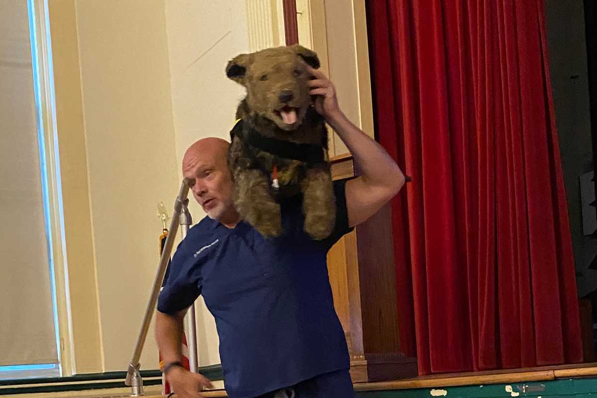 Taking action for an injured or distressed pet