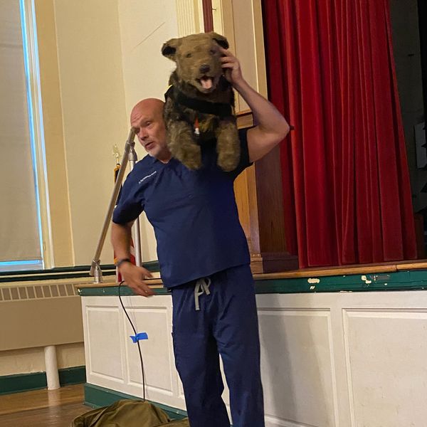 Taking action for an injured or distressed pet