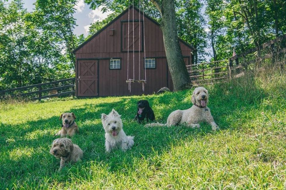 Fun, freedom and lots of love at Dog Meadow at Millbrook