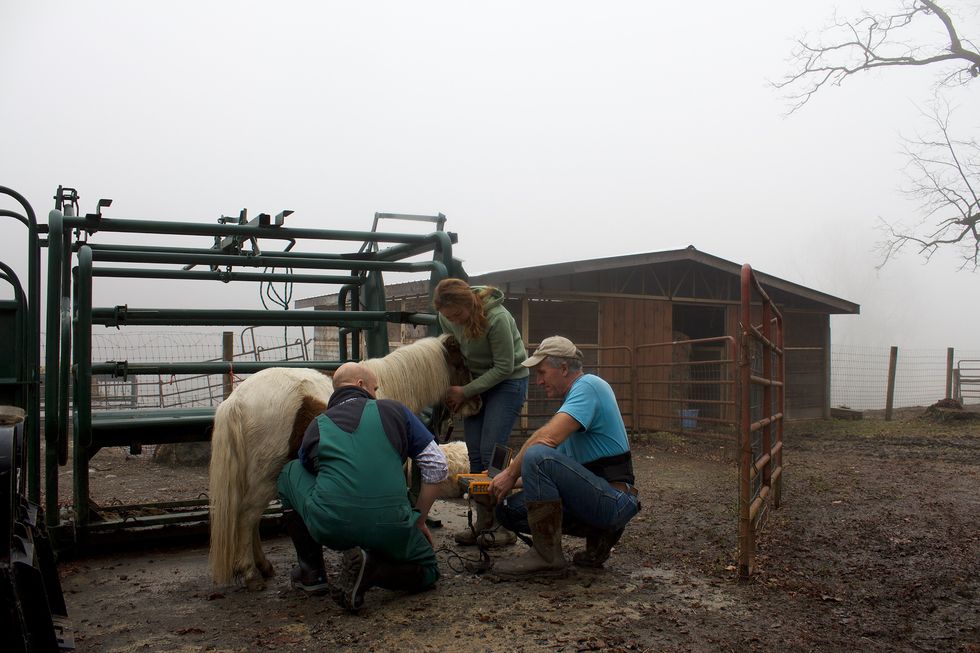Dr. Isaac Angell checks on a pregnant pony at Elk Ravine Farm in Amenia, N.Y