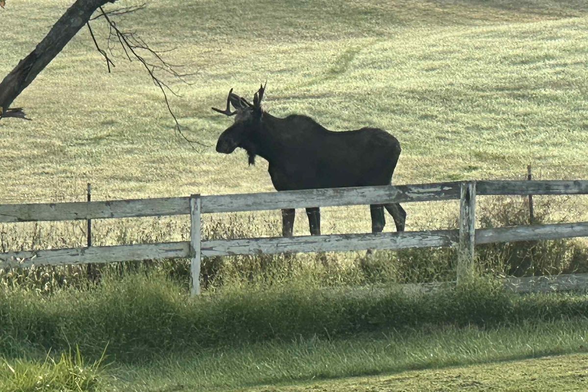 Moose mania in Millbrook