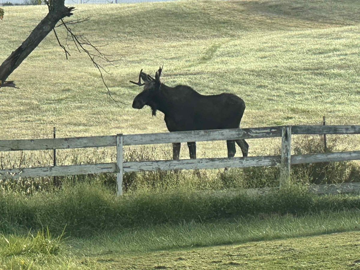 Moose mania in Millbrook