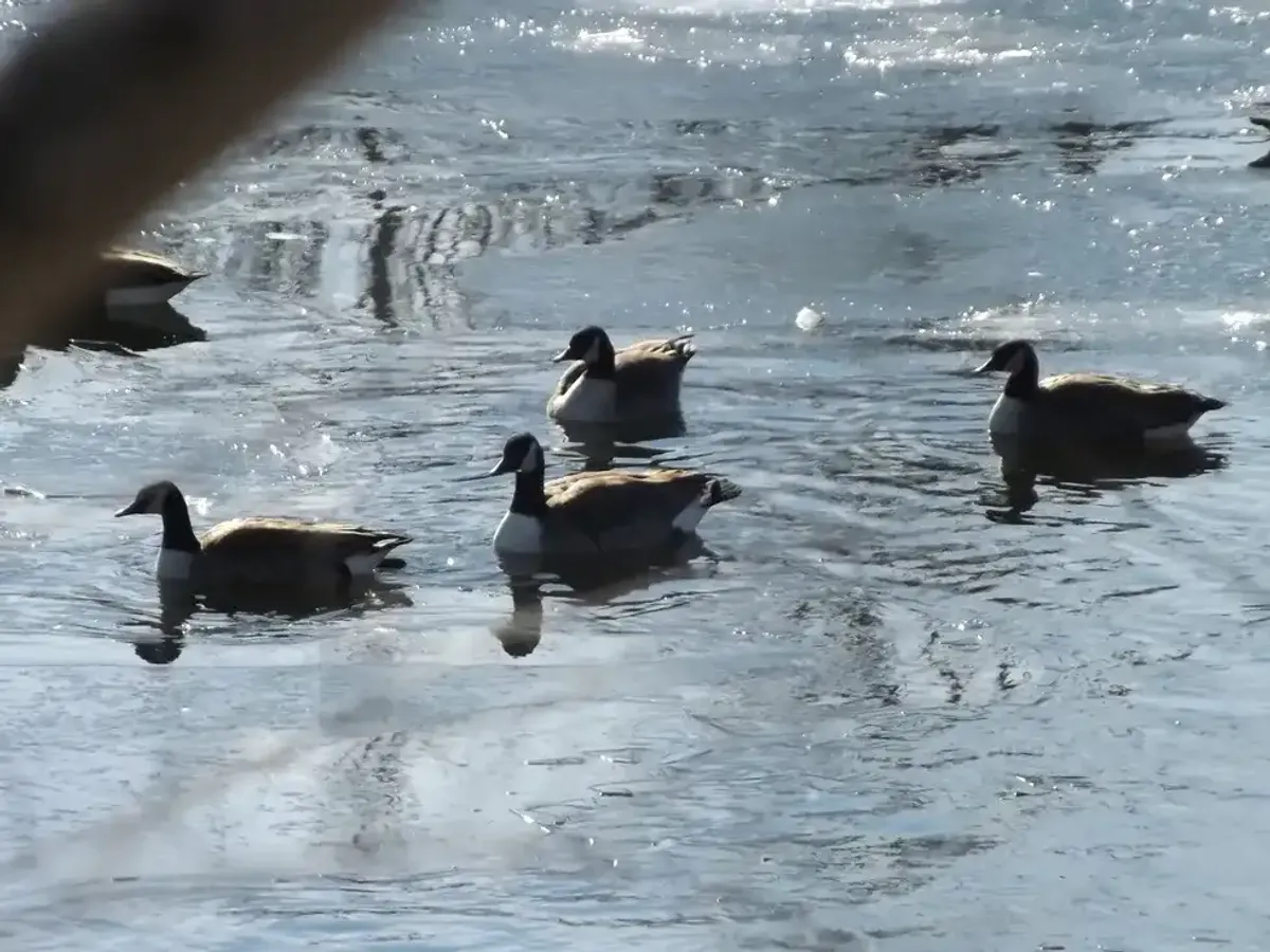 Eight dead geese found in Millerton pond, bird flu testing underway