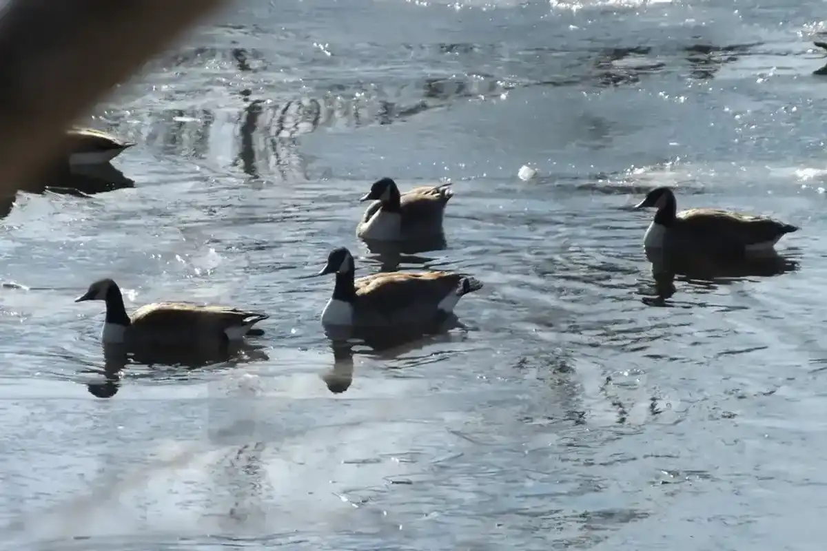 Eight dead geese found in Millerton pond, bird flu testing underway