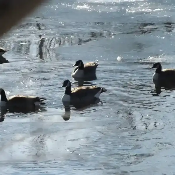 Eight dead geese found in Millerton pond, bird flu testing underway