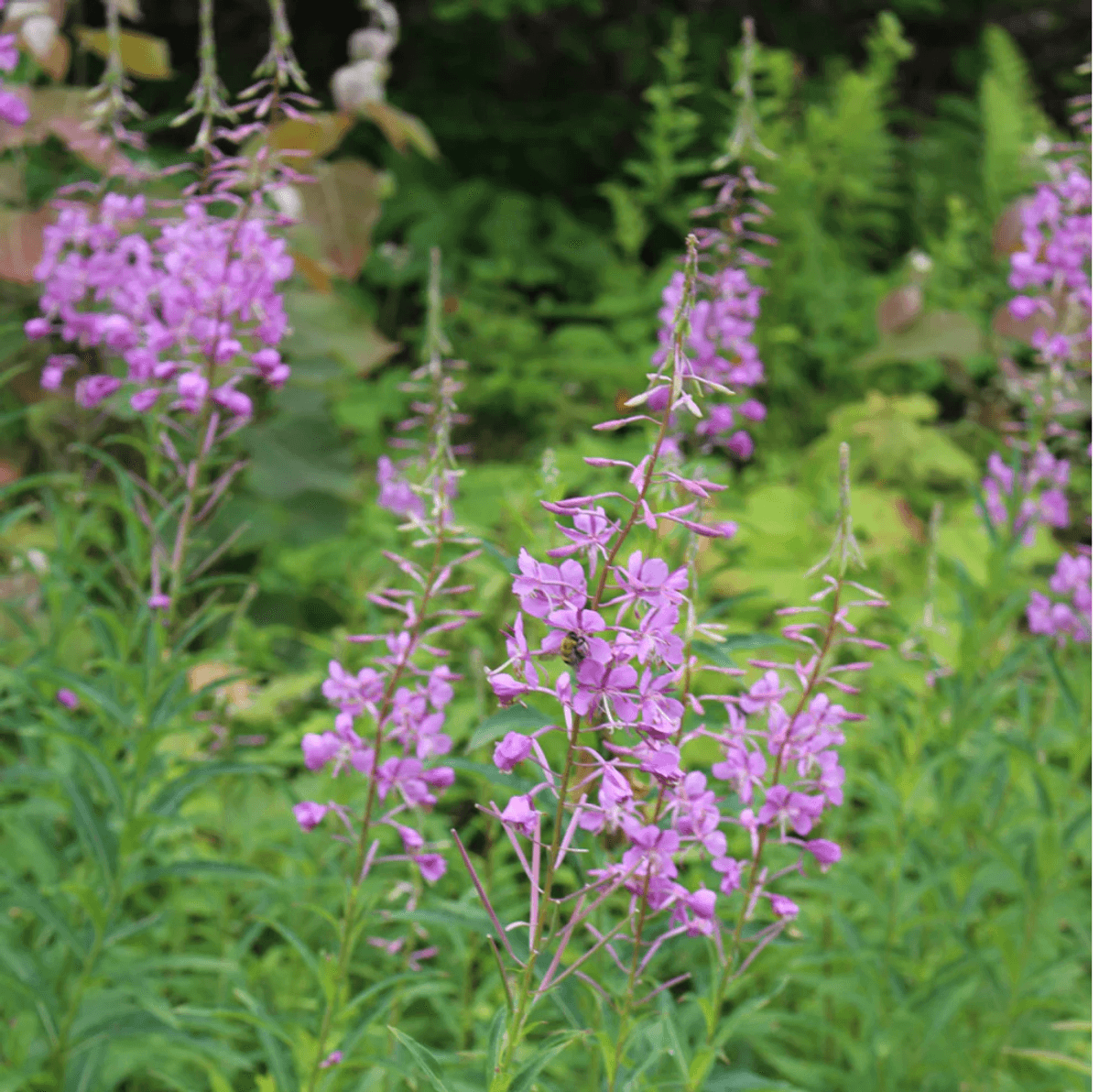 To save birds, plant for caterpillars