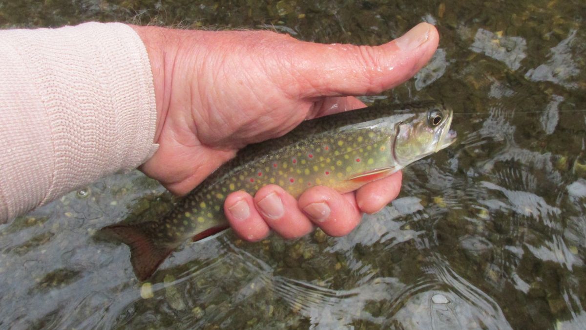 Knees creak by wee creeks