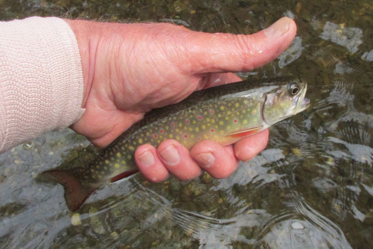 Knees creak by wee creeks