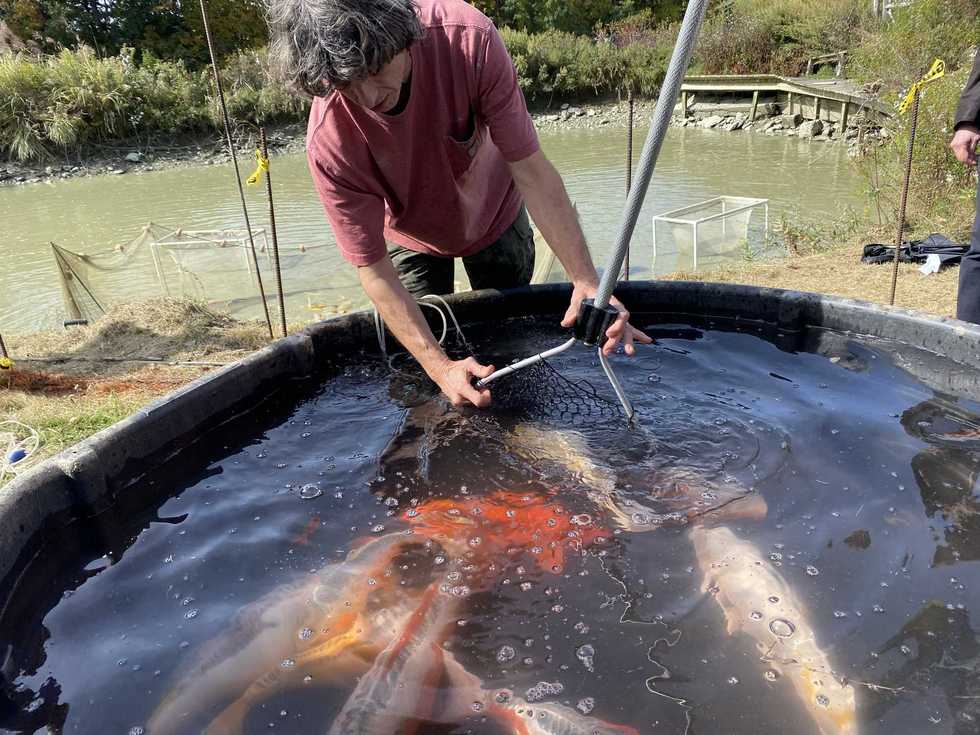 Playing koi