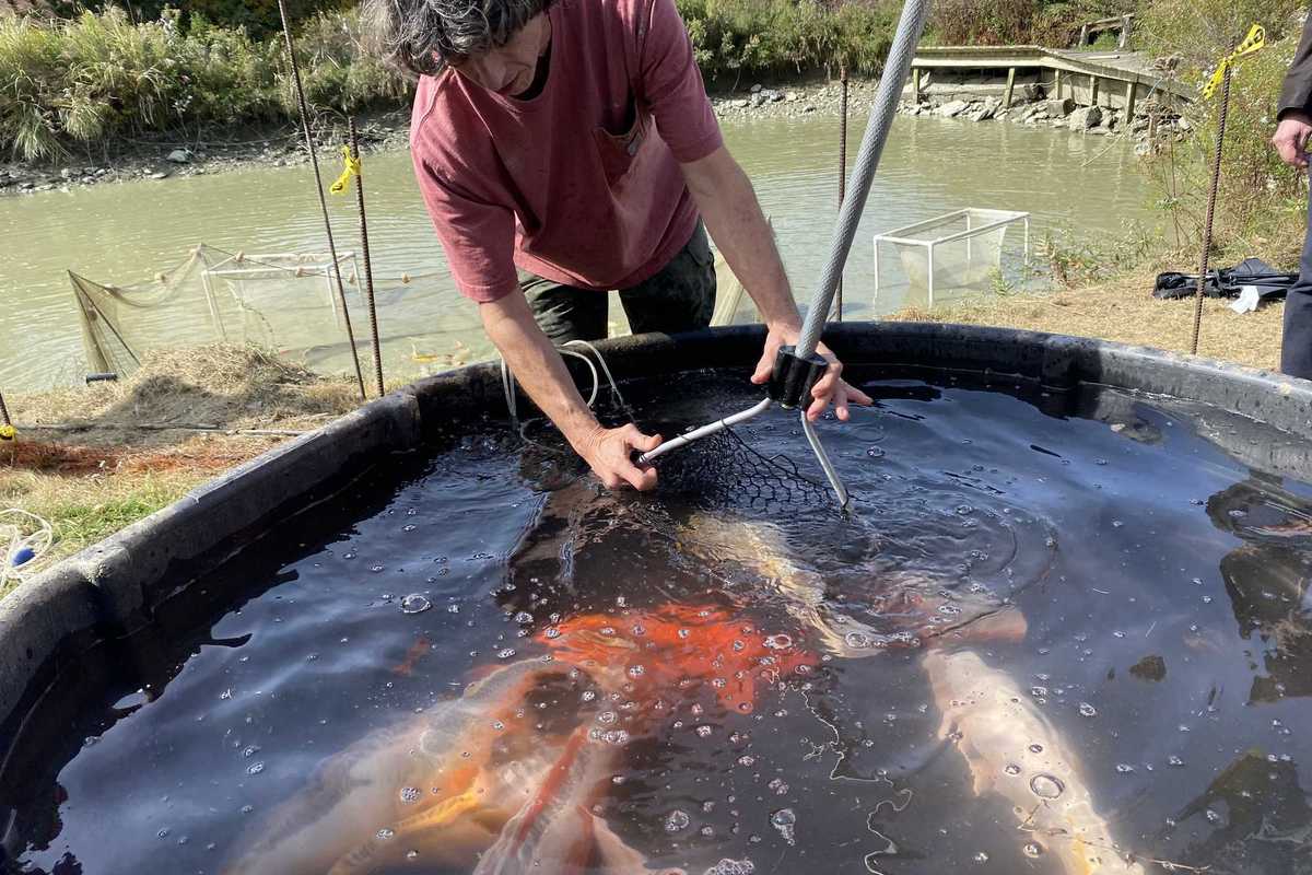 Playing koi