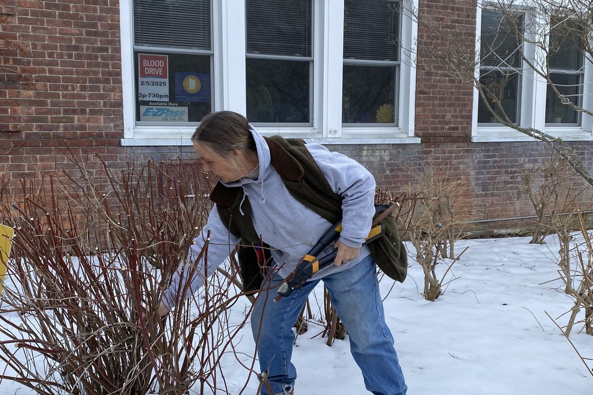 Warming to winter pruning