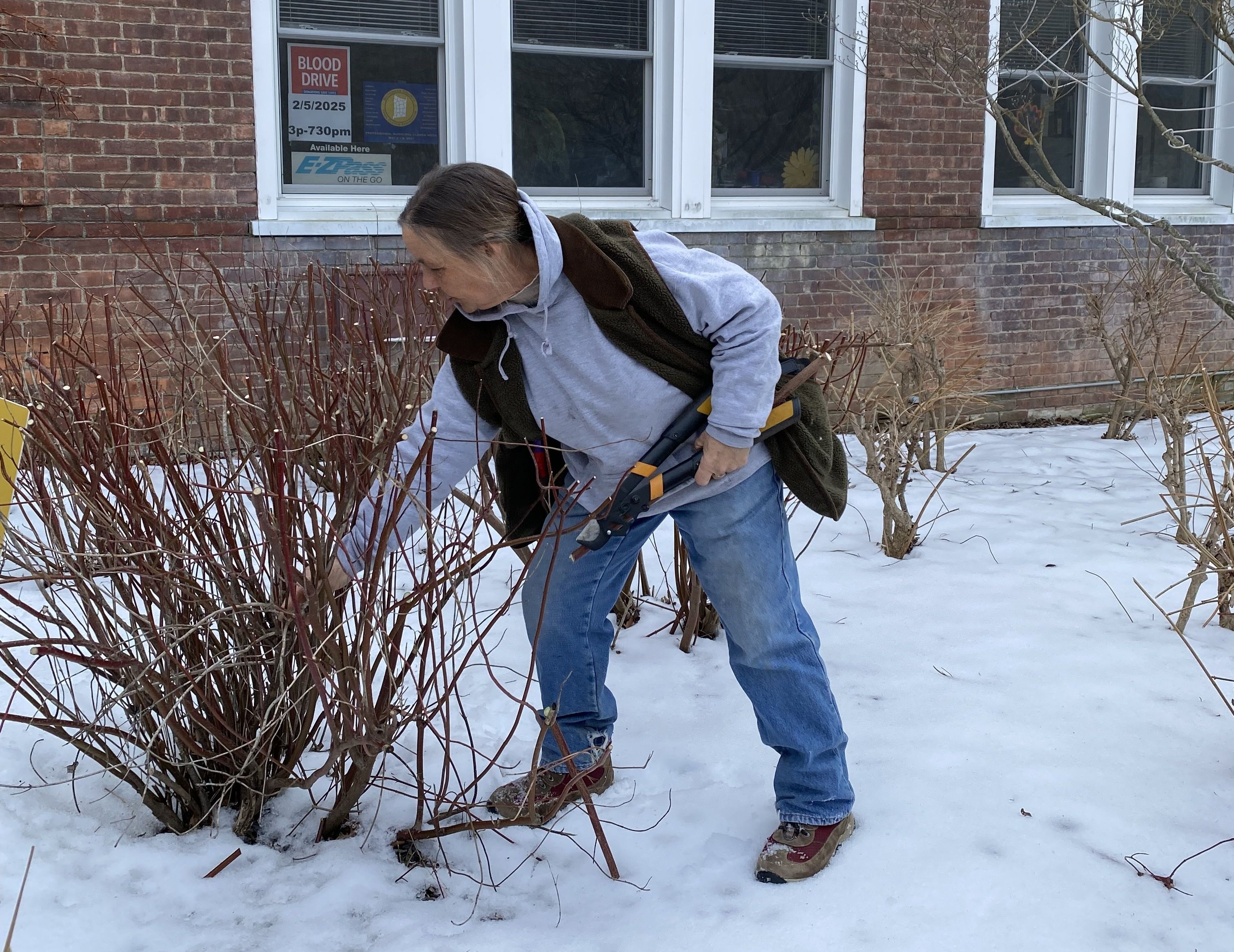 Warming to winter pruning