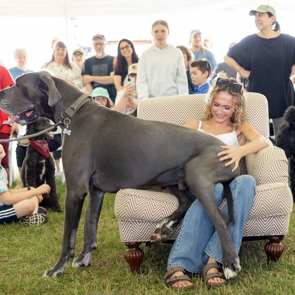 Purely unique: Underdogs take center stage at Little Guild’s Great Country Mutt Show